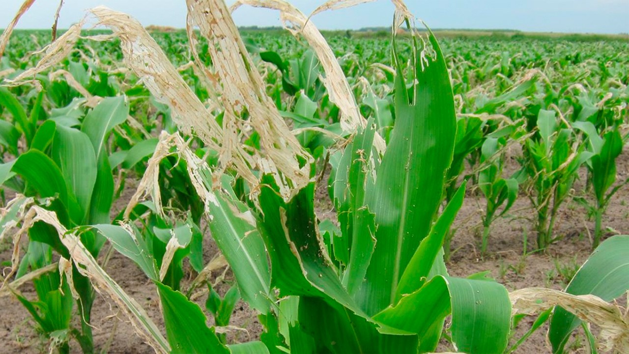 pests and diseases of crops