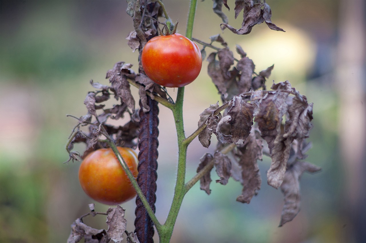 crop disease bad harvest